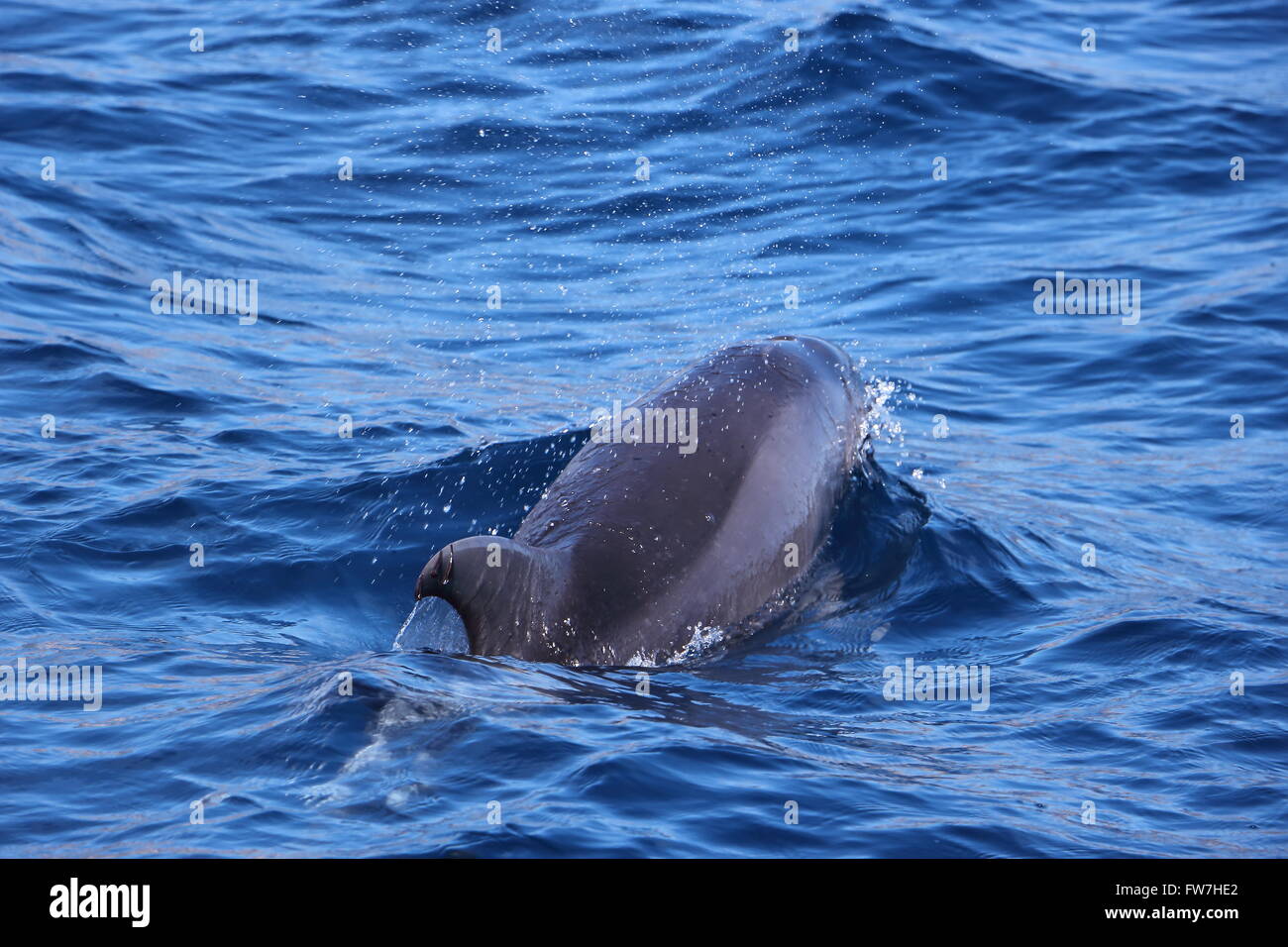 Flasche-Nase Delphin im Atlantischen Ozean vor der Küste Madeiras zu spielen. Stockfoto