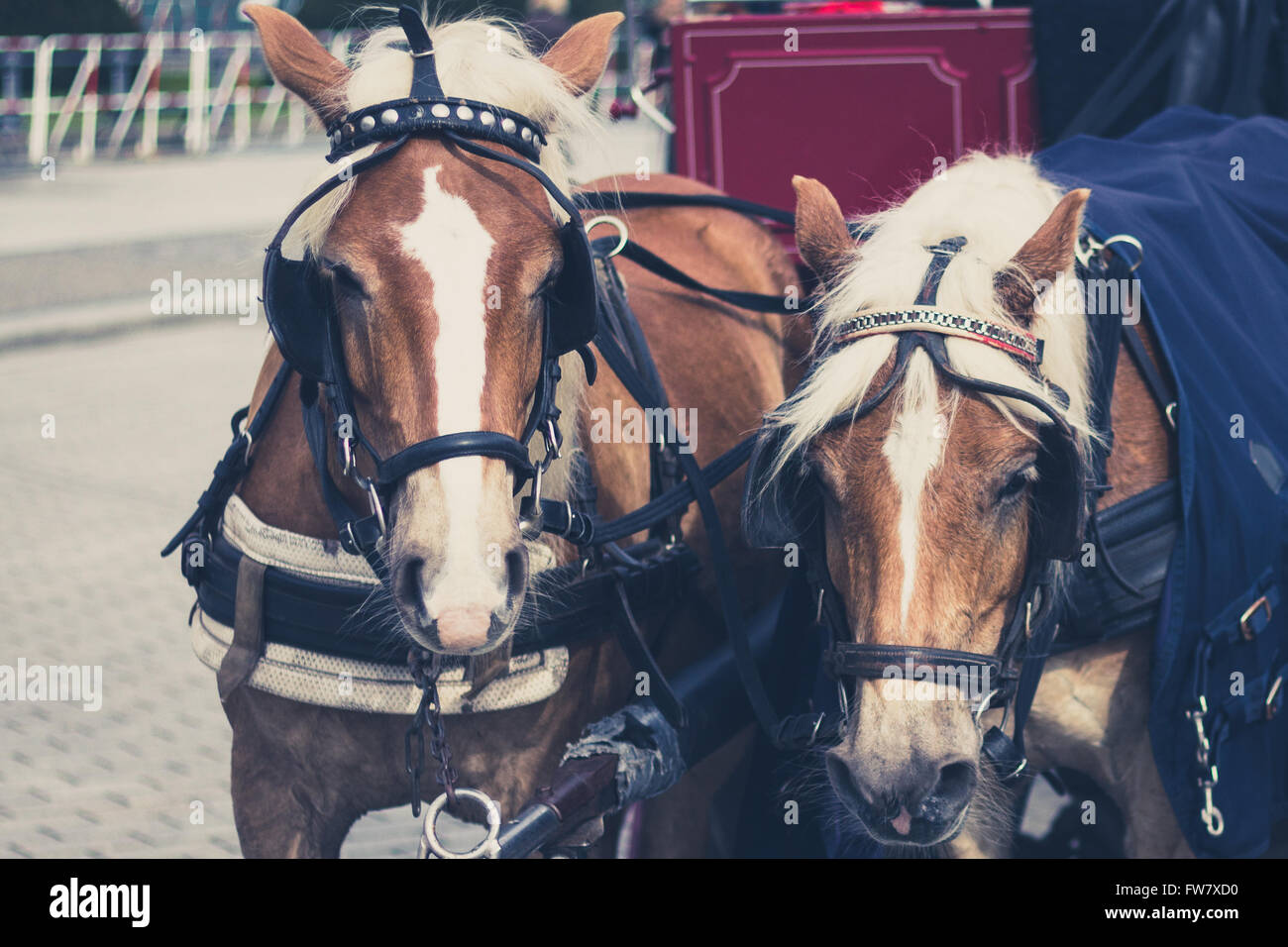 Porträt von zwei braune Pferde vor der Kutsche Stockfoto