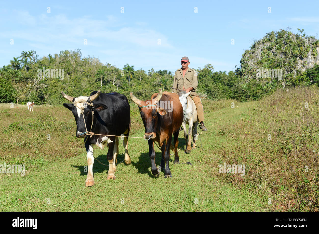 Vinales, Kuba - 25. Januar 2016: Mann Durchführung von zwei Kühe auf dem Pferd in das Tal von Vinales auf Kuba Stockfoto