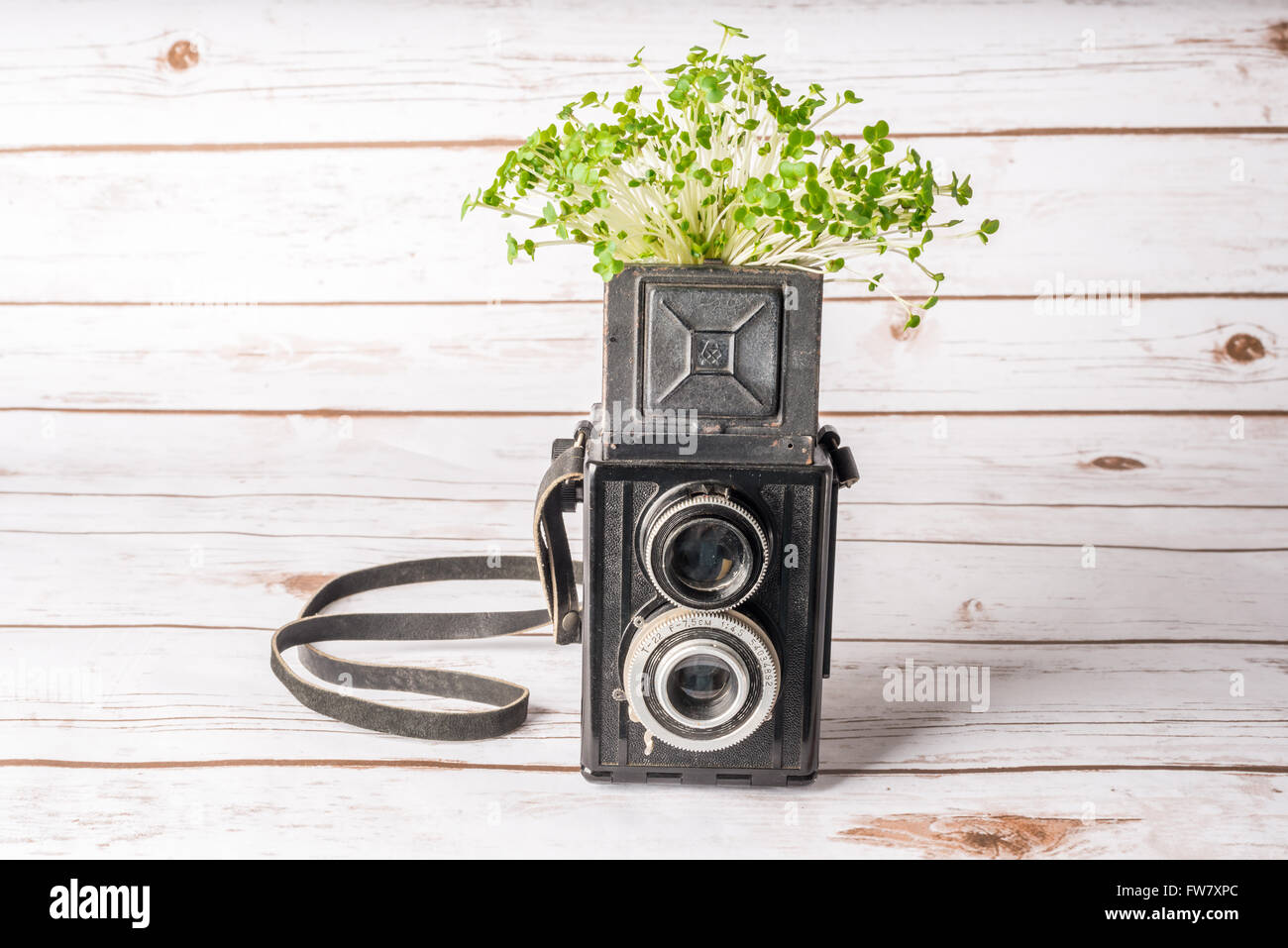Grüne Pflanze in einer Vintage-Kamera bedeutet Wachstum und die Entwicklung von einem Foto-Geschäft Stockfoto