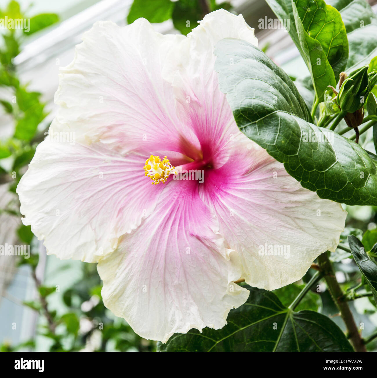 White hibiscus flower detail vivid Fotos und Bildmaterial in hoher