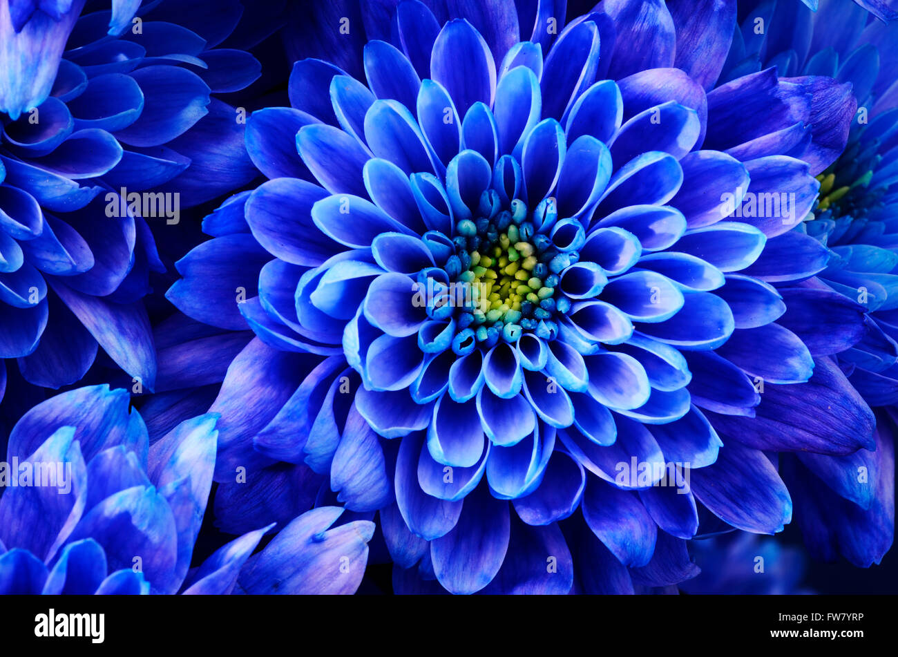 Nahaufnahme der blauen Blume: Aster mit blauen Blüten und gelbem Herz Hintergrund oder Textur Stockfoto