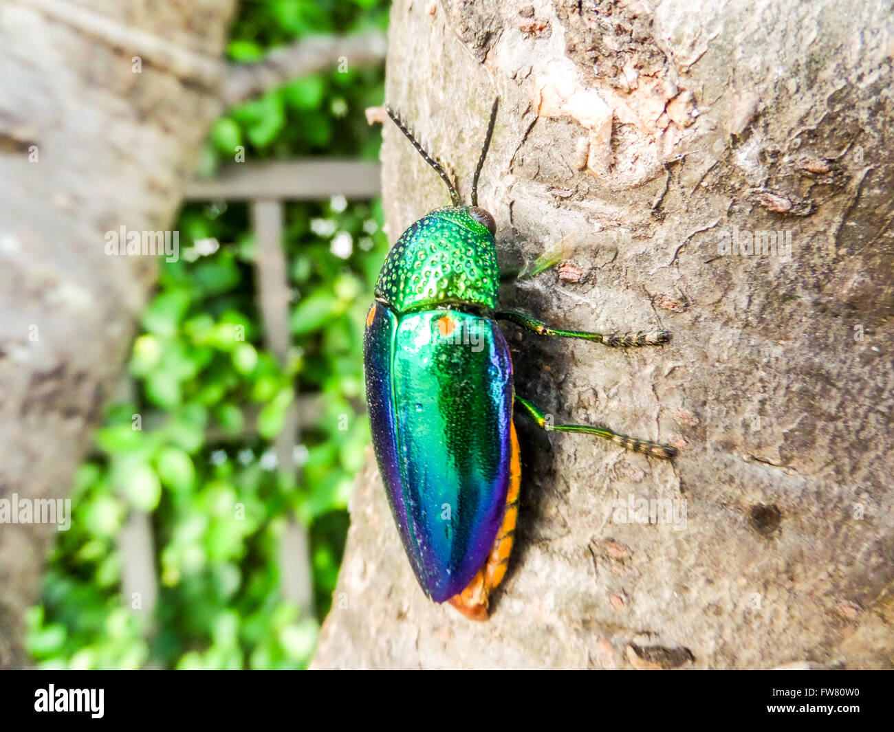 Buprestidae ist eine Familie der Käfer bekannt als Prachtkäfer oder metallischen Holz-langweilig Käfer wegen ihrer glänzend irisierend col Stockfoto