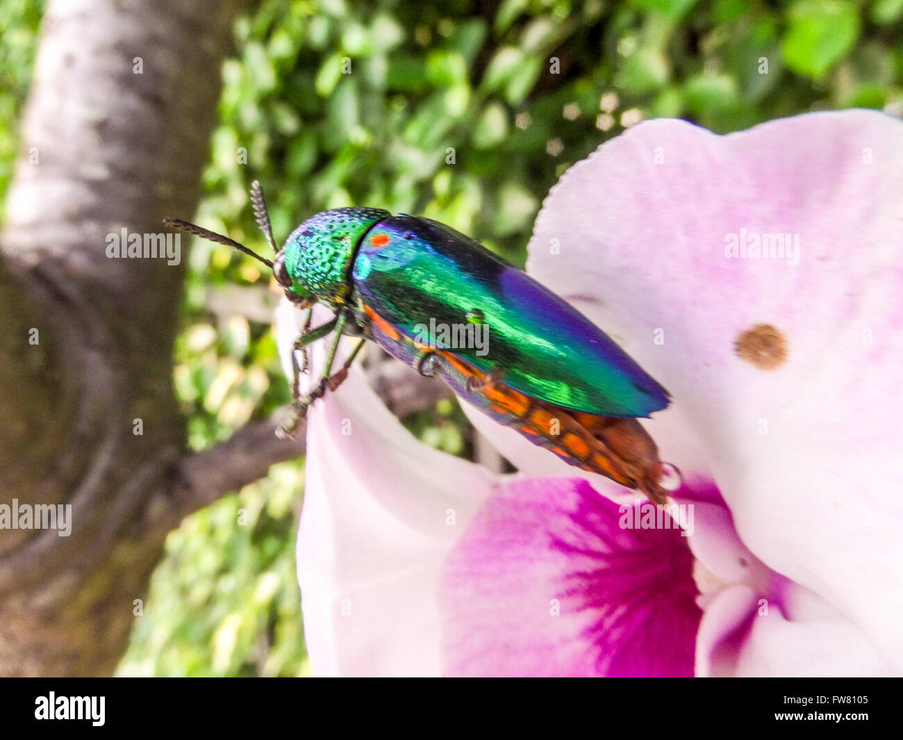 Buprestidae ist eine Familie der Käfer bekannt als Prachtkäfer oder metallischen Holz-langweilig Käfer wegen ihrer glänzend irisierend col Stockfoto