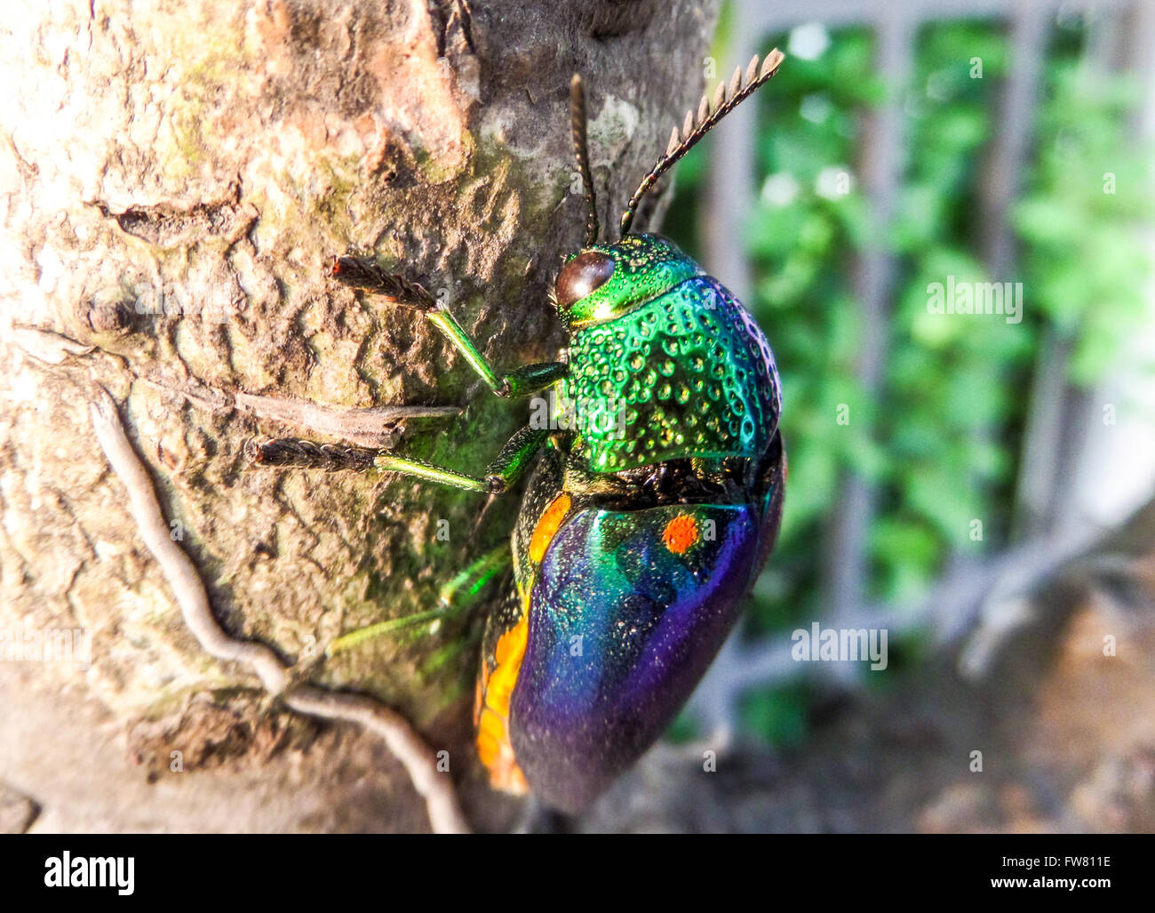 Buprestidae ist eine Familie der Käfer bekannt als Prachtkäfer oder metallischen Holz-langweilig Käfer wegen ihrer glänzend irisierend col Stockfoto