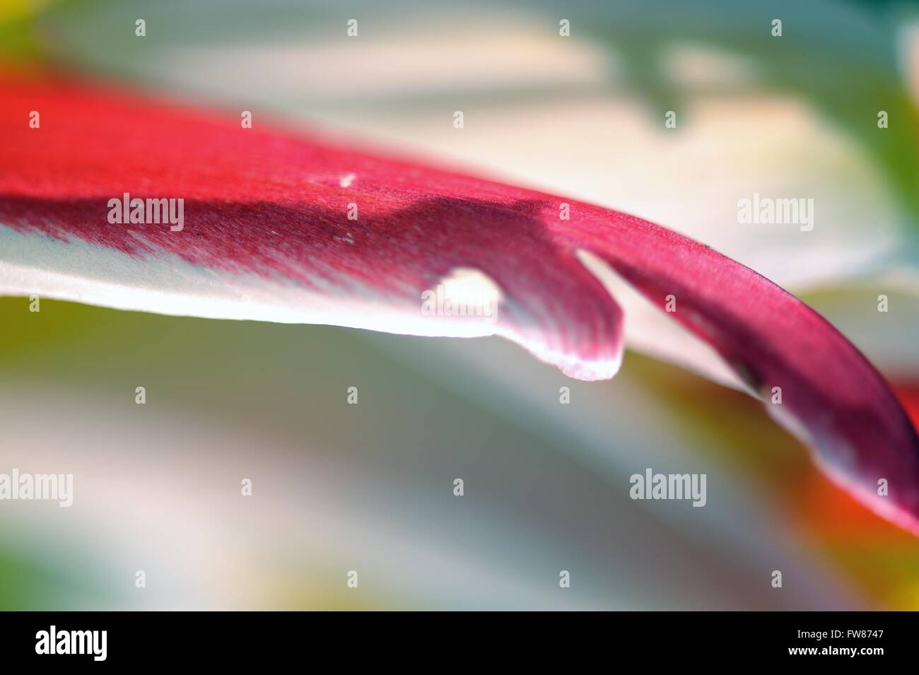 Glasgow, Schottland. 31. März 2016. Blumen blühen in der Frühlingssonne. Bildnachweis: Tony Clerkson/Alamy Live-Nachrichten Stockfoto