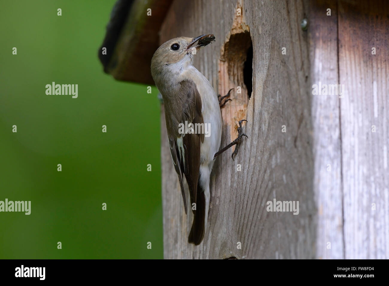 Trauerschnaepper (Ficedula Hypoleuca), Mit Kaefer bin Nistkasten, Berlin, Deutschland, Europa Stockfoto