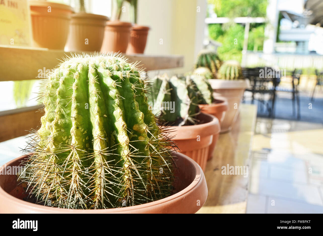 Sonnenstrahl erhellt die Kaktus-Topf-Anzeige Stockfoto