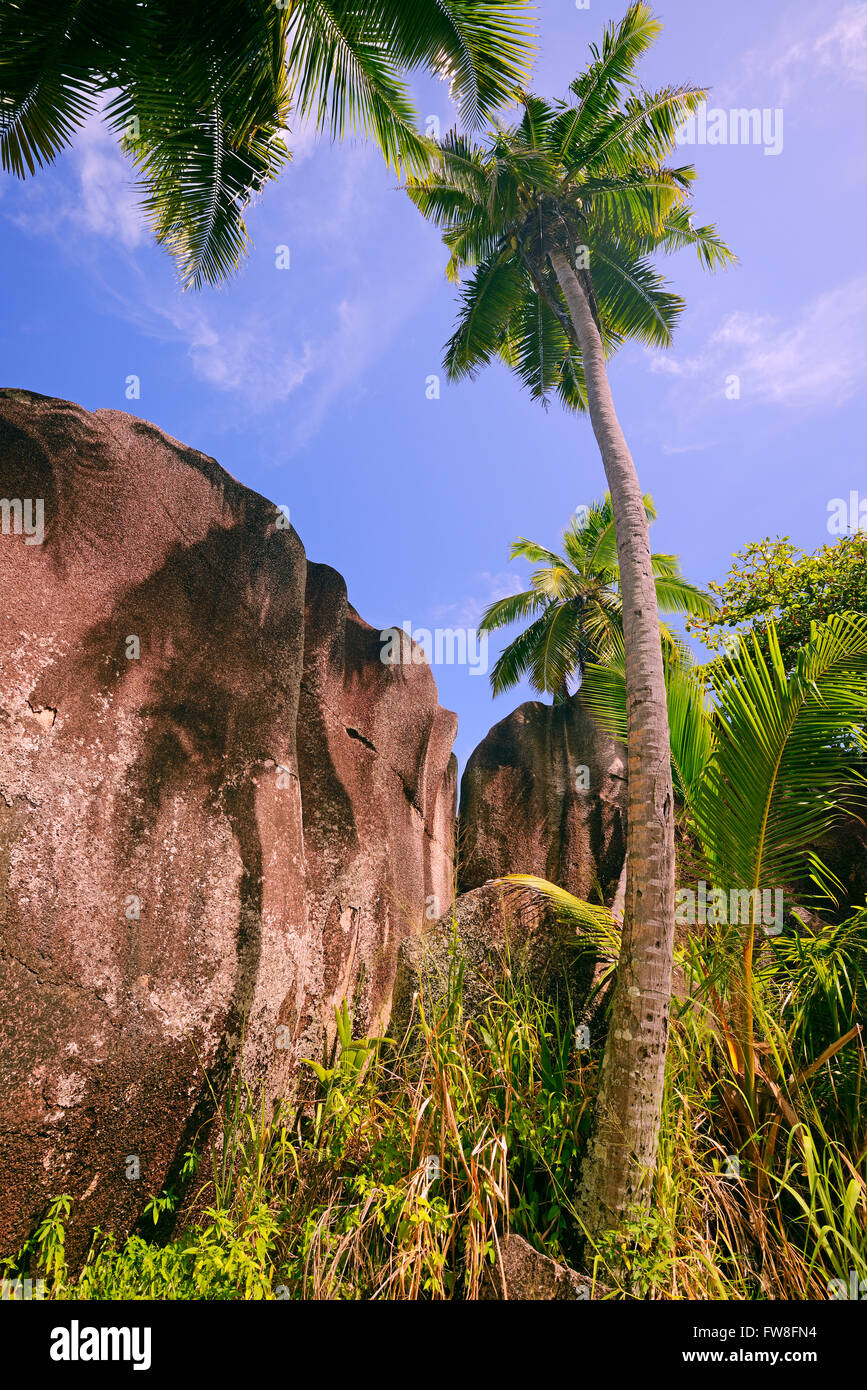 Palmen Und Granitfelsen bin Traumstrand Source d ' Argent, Insel La Digue, Seychellen Stockfoto