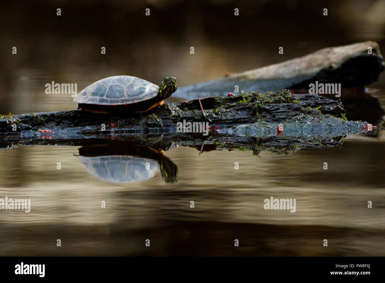 gemalte Schildkröte am Ufer von einem ruhigen Teich Stockfoto