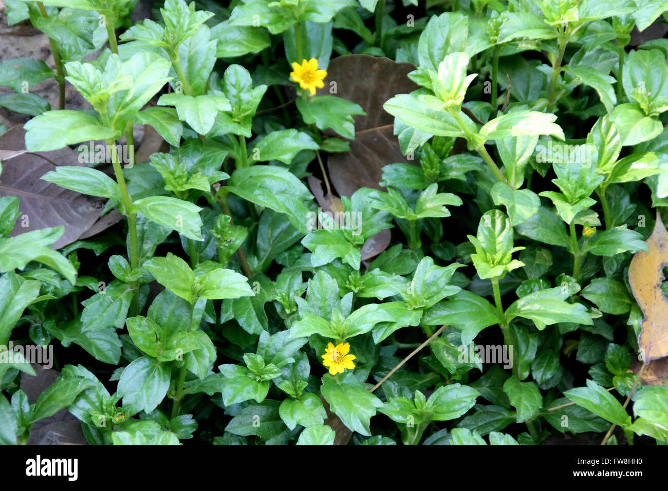 Schleichende Oxeye, Biscayne Bay, Sphagneticola Trilobata, Bodendecker mehrjährige Pflanze mit drei gelappten Blätter, gelbe Blüten Stockfoto