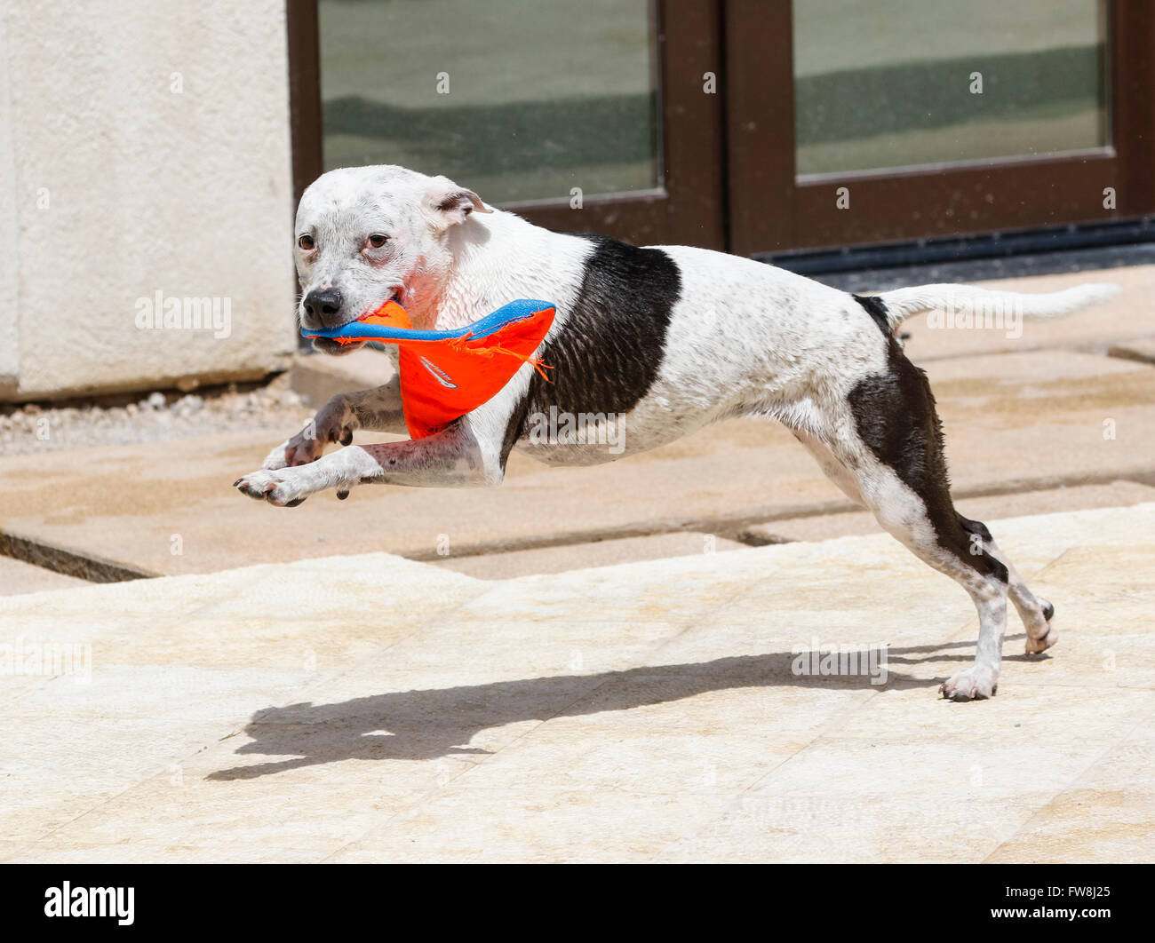 Nasser Hund läuft rund um den Pool mit einem Spielzeug Stockfoto