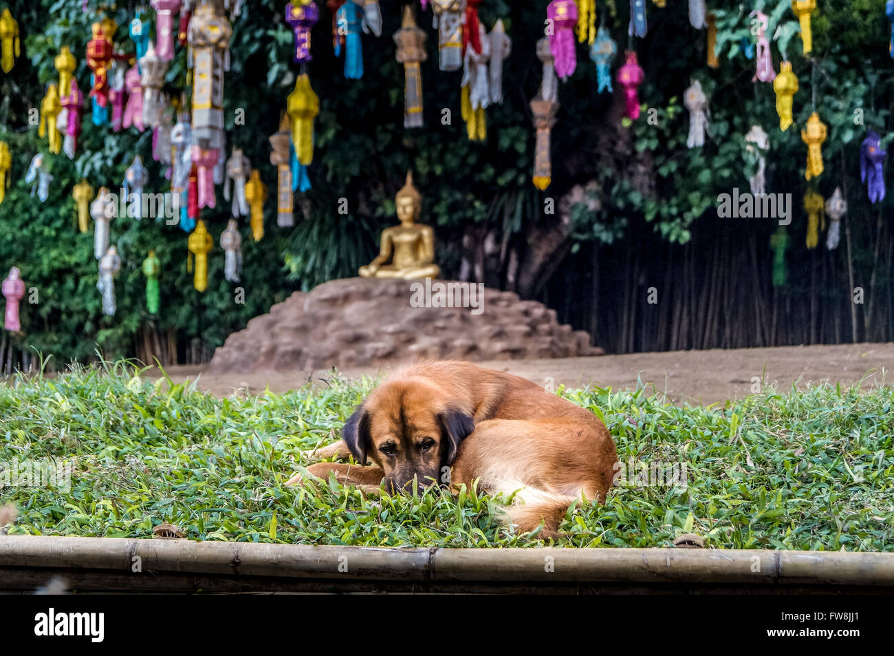 Hund vor meditieren Buddha mit Papier-Lampen Stockfoto