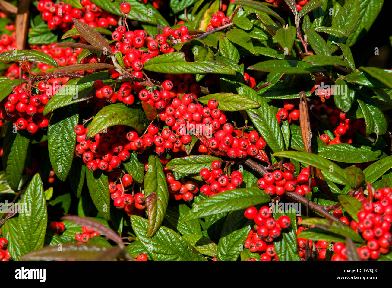 Detail von einem großen Strauch mit leuchtend roten Beeren Tat ziehen