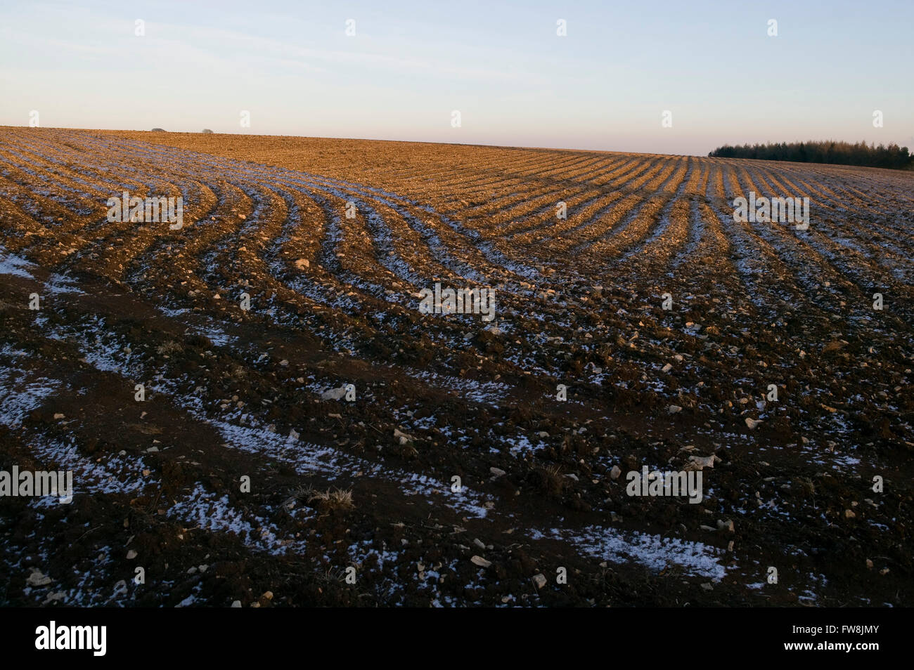 Ein Acker zeichnet sich in der untergehenden Sonne, Furchen in Relief dargestellt, wie die Schatten werden länger und eine leichte Decke von Schnee die Wellenbewegungen in der landwirtschaftlichen Landschaft zeigt. Stockfoto