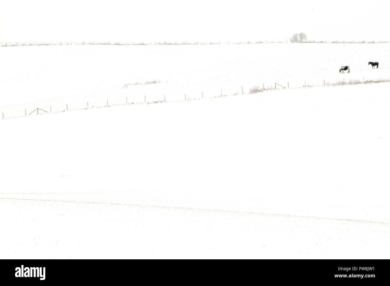 Schneebedeckte Felder und Hügel in der britischen Landschaft mit Pferden Silhouette gegen den Schnee in der Ferne... Nach einer Prise Schnee im Winter ist die Landschaft in ein magisches Wunderland verwandelt wird, Bäume verschwinden in die weiße Abdeckung und Felder zeigen Undualtions mit den Variationen bei Schneefall und Licht. Stockfoto