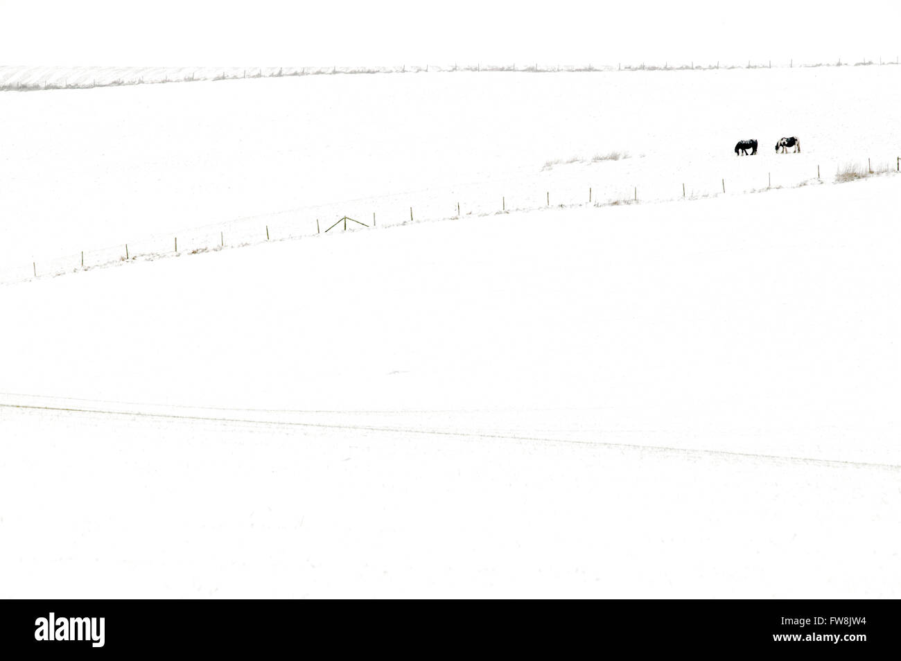 Schneebedeckte Felder und Hügel in der britischen Landschaft mit Pferden Silhouette gegen den Schnee in der Ferne... Nach einer Prise Schnee im Winter ist die Landschaft in ein magisches Wunderland verwandelt wird, Bäume verschwinden in die weiße Abdeckung und Felder zeigen Undualtions mit den Variationen bei Schneefall und Licht. Stockfoto