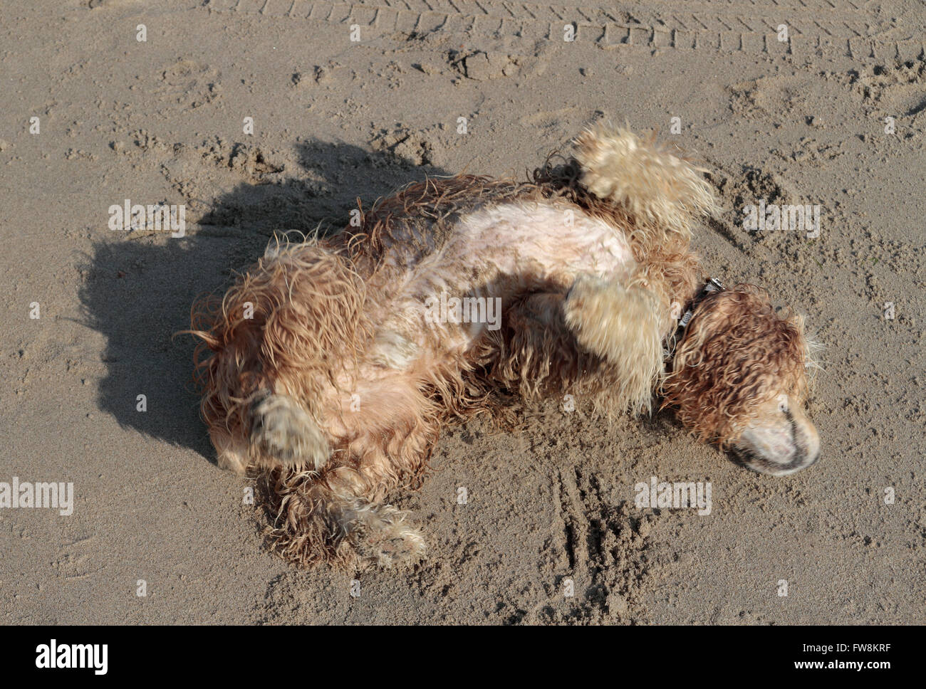 Eine nasse langhaarige Gog Rollen im nassen Sand am Strand. Stockfoto