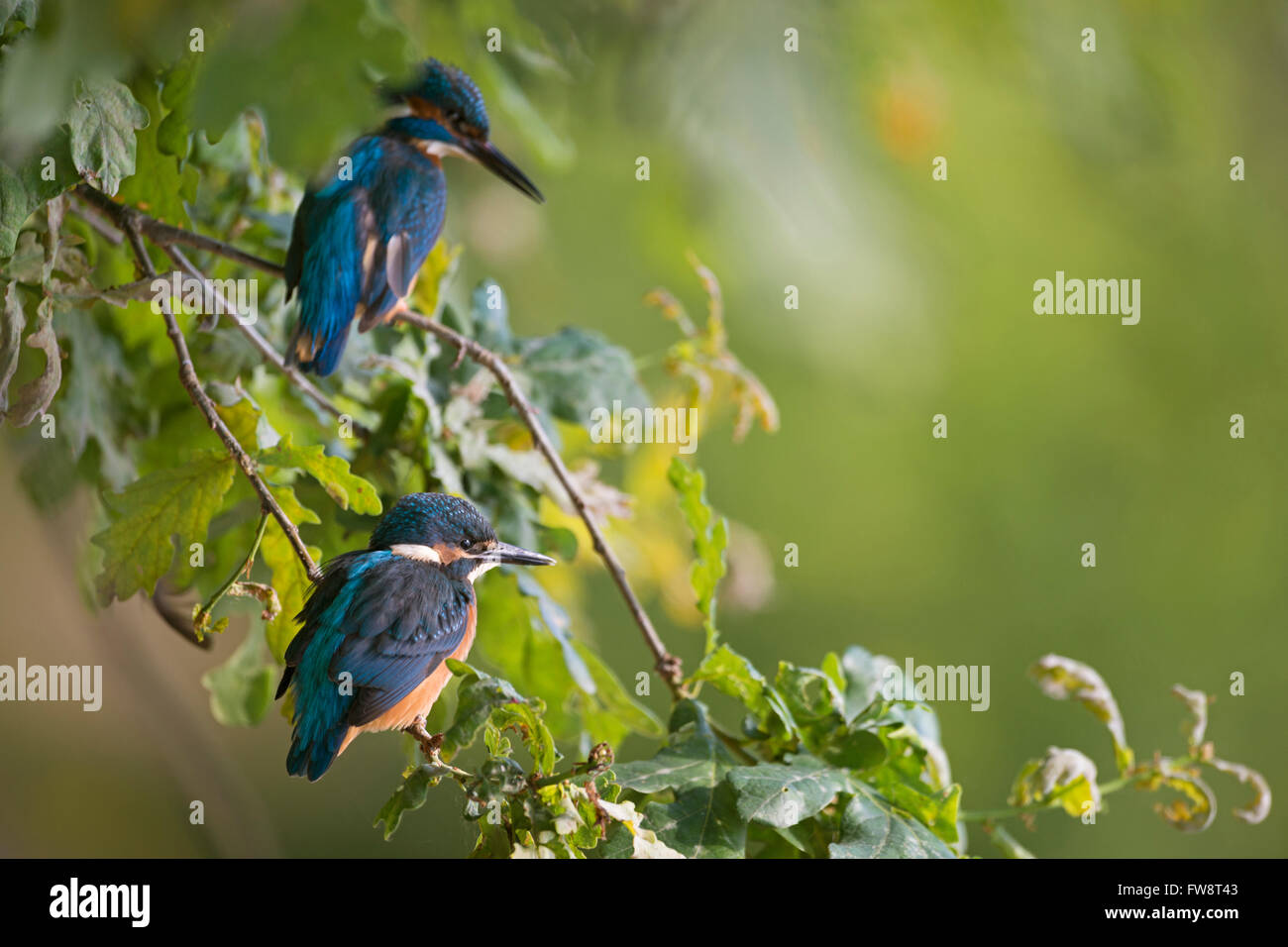 Junger und erwachsener gemeiner Eisvogel ( Alcedo atthis), die zusammen sitzen, umgeben von grünem Laub eines Eichenbusches. Stockfoto