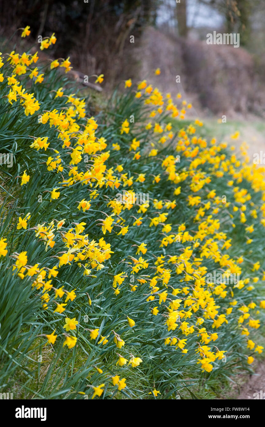 Eine Straße Seite Bank mit Narzisse Blumen in voller Blüte ein traditionellen Zeichen des Frühlings im Vereinigten Königreich und der Osterzeit zugeordnet. Stockfoto