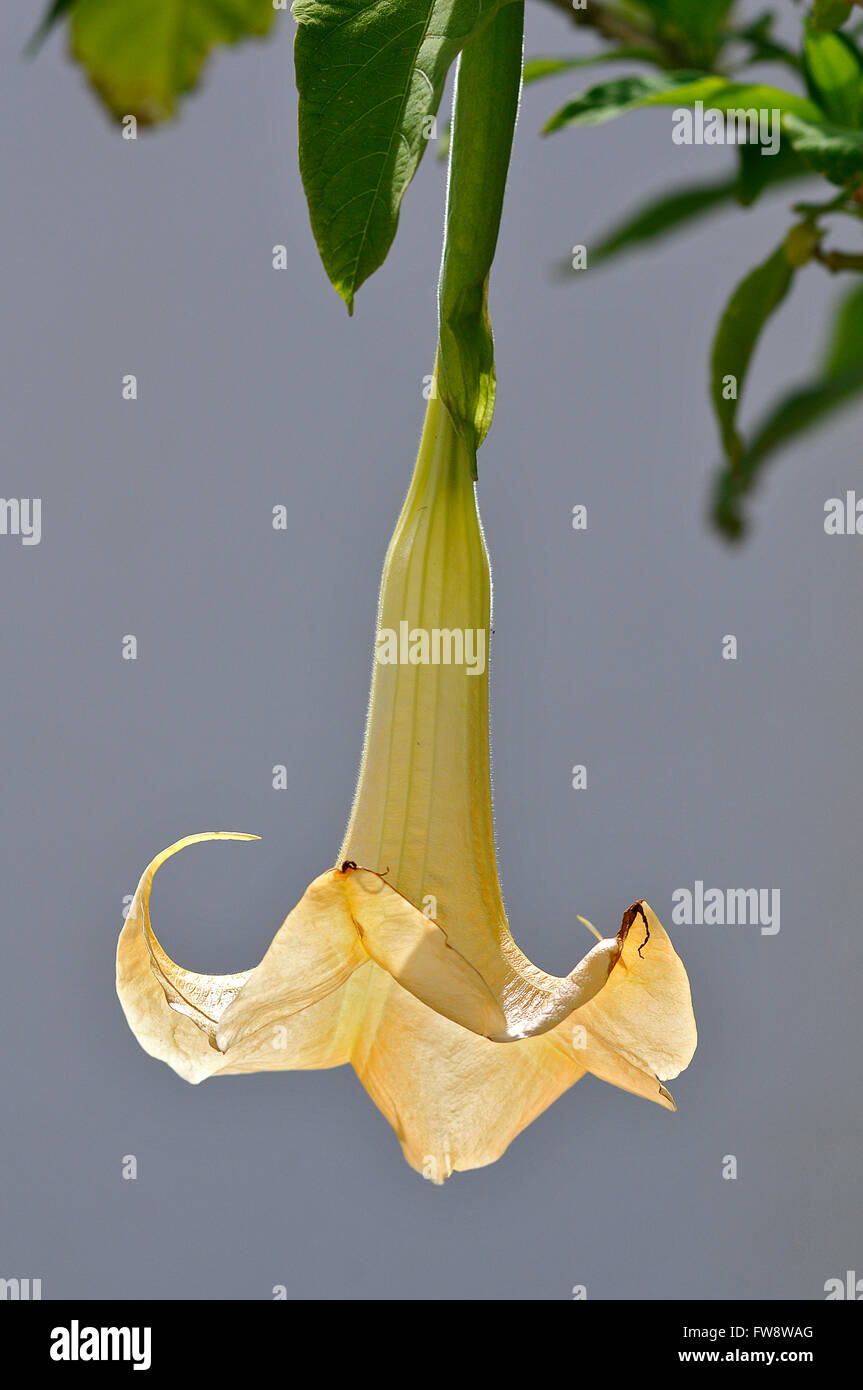 Closeup gelbe Stechapfel Blume (Brugmansia versicolor) im grauen Hintergrund auf den Kanarischen Inseln auf Teneriffa Stockfoto