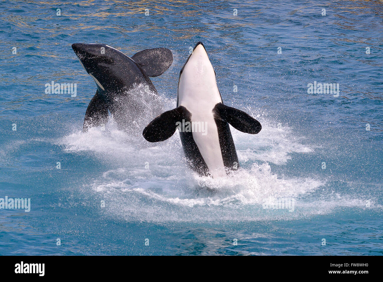 Aus blauem Wasser springen zwei Schwertwale (Orcinus Orca) Stockfoto