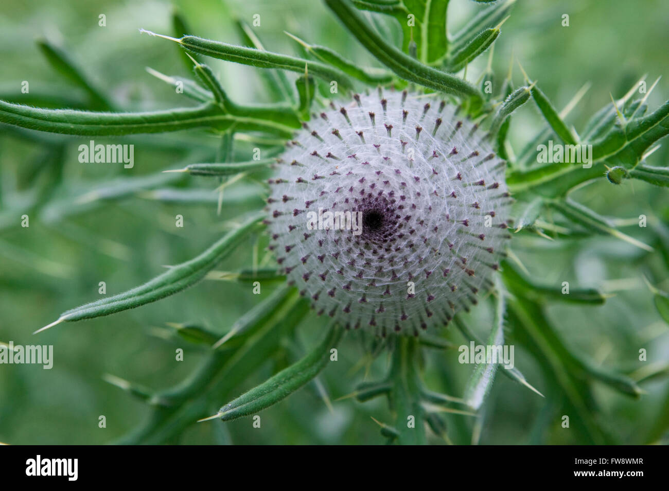 Der perfekt gemustert Kopf eine Distel-Typ-Pflanze wächst in Großbritannien zeigt die natürliche Wirbel von Saatgut Kopf am Anfang der Anlage in Mutter Natur Perfcet Design. Stockfoto