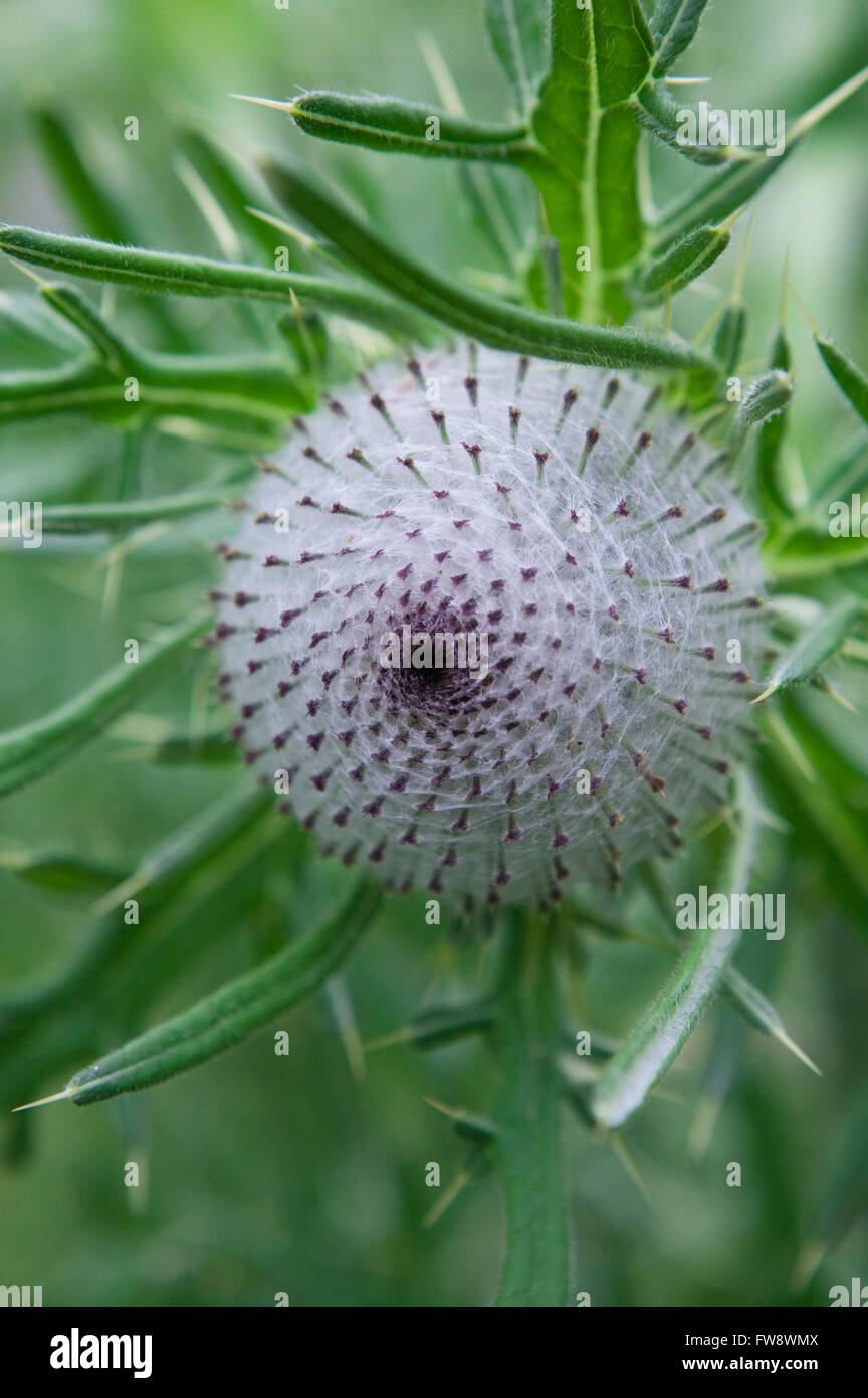 Der perfekt gemustert Kopf eine Distel-Typ-Pflanze wächst in Großbritannien zeigt die natürliche Wirbel von Saatgut Kopf am Anfang der Anlage in Mutter Natur Perfcet Design. Stockfoto