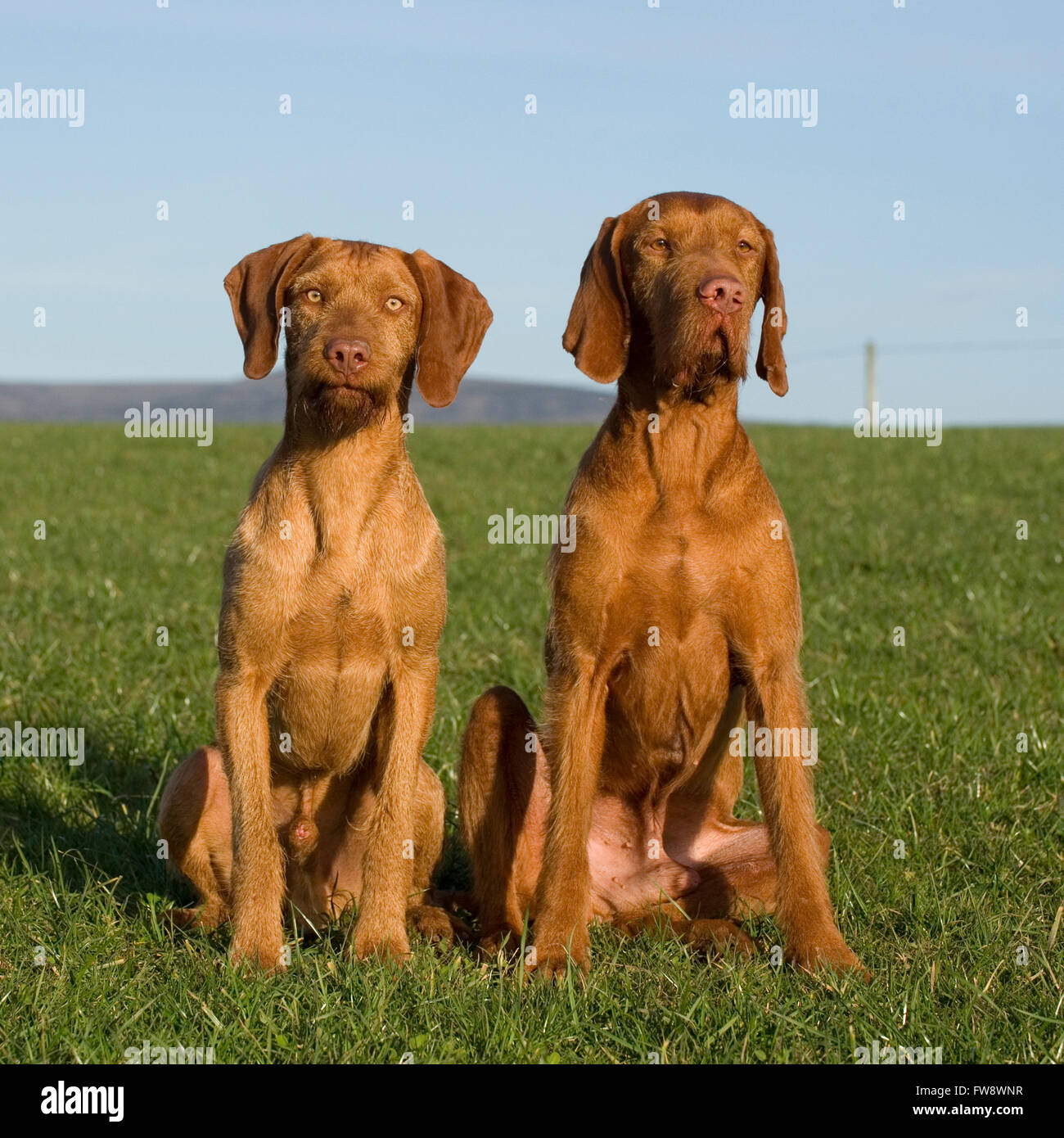 Magyar Vizsla Drahthaar Stockfoto