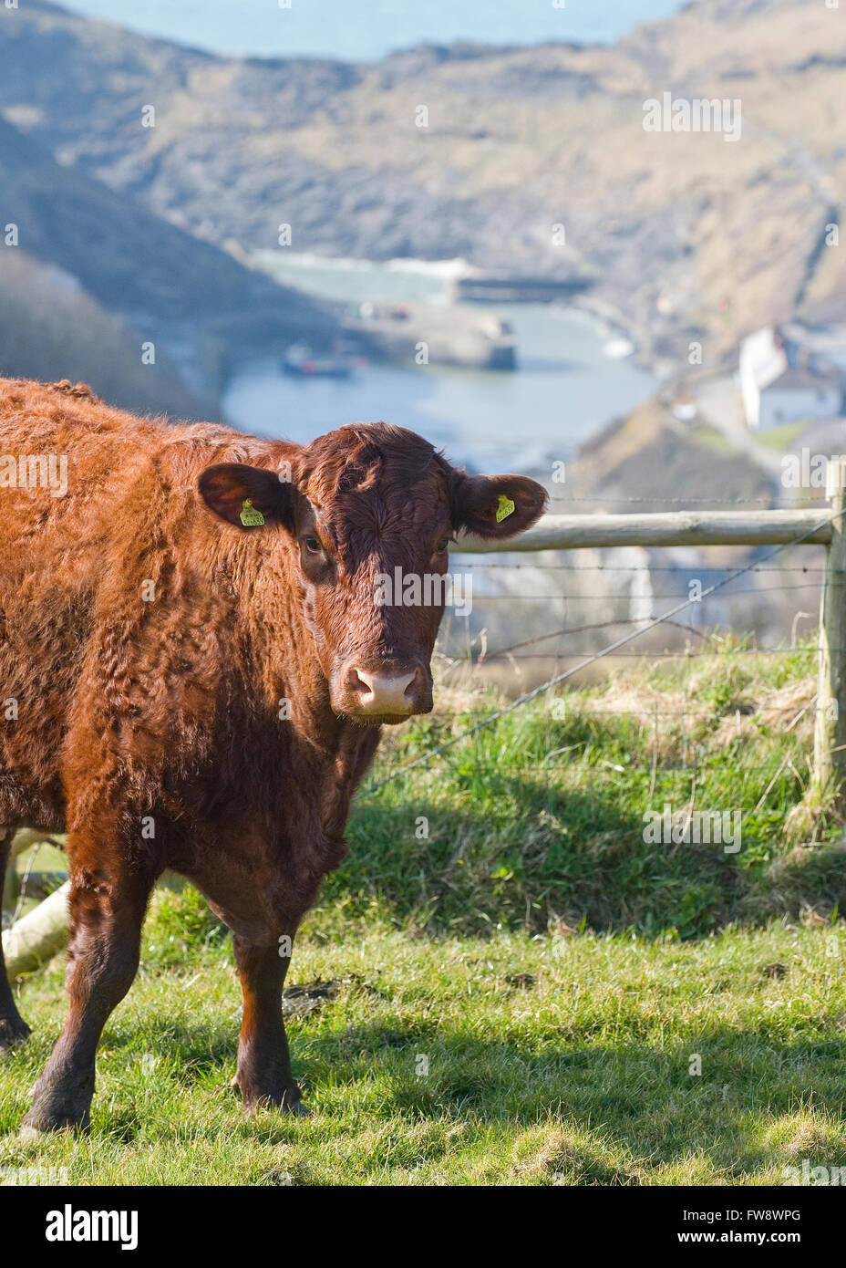 Kuh an Cornwalls Küste Stockfoto
