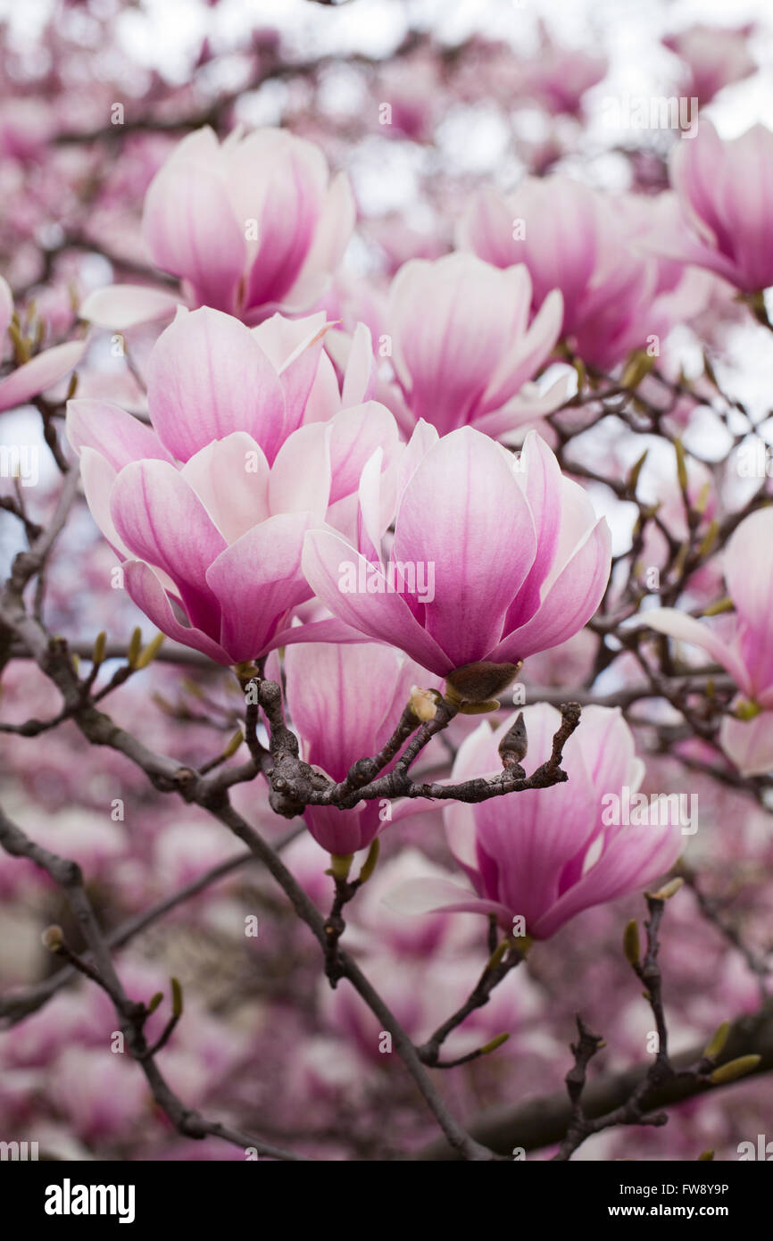 Untertasse Magnolia Blüte (Magnolia X Soulangeana) Magnoliaceae - USA Stockfoto