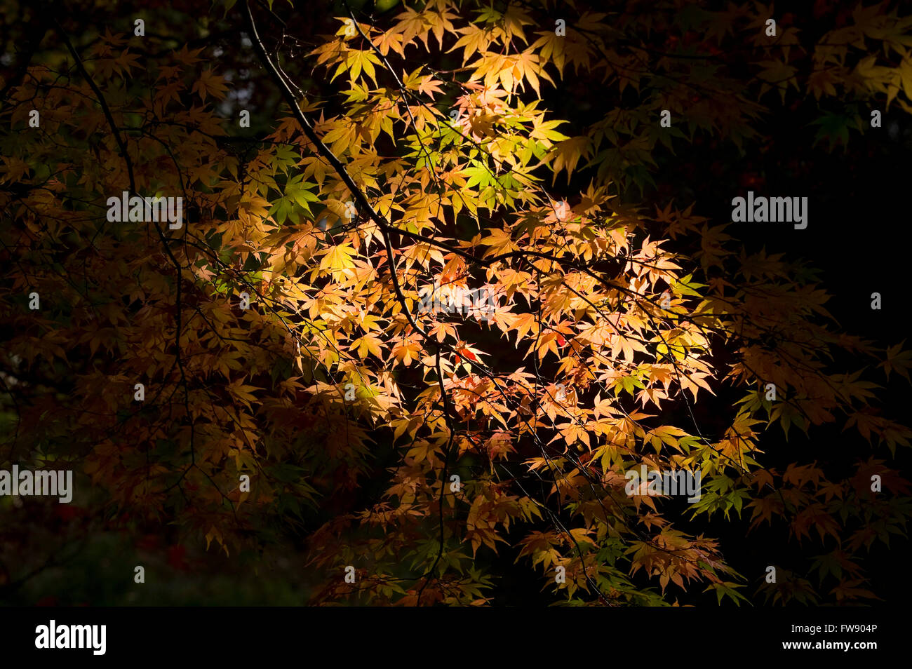 Nehmen Sie Herbst oder Herbst Bäume beginnen kommt zu drehen und fährt auf lebendige Farben schaffen Displays von rot, Orange und gelb in den Wald. Stockfoto