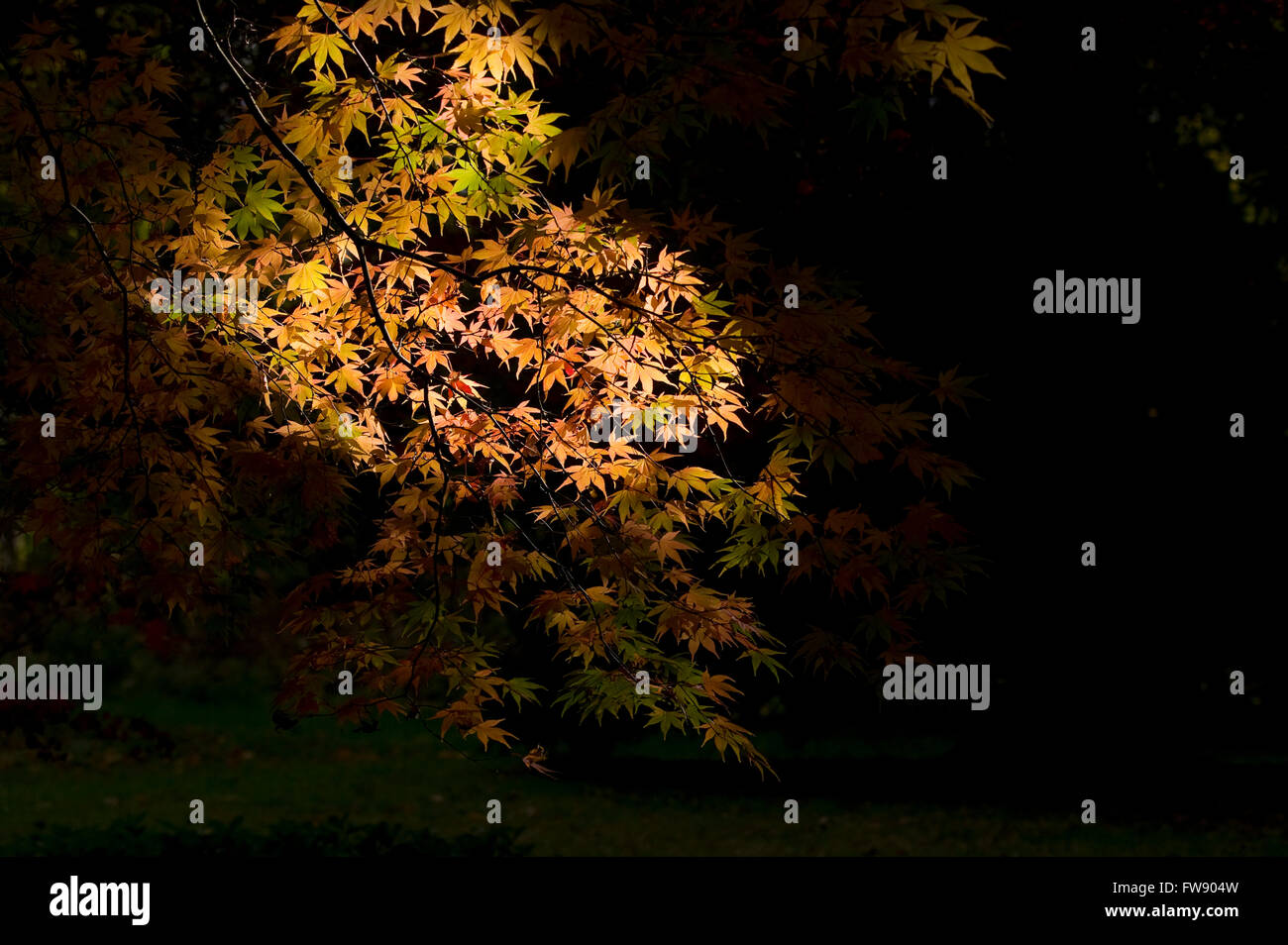 Nehmen Sie Herbst oder Herbst Bäume beginnen kommt zu drehen und fährt auf lebendige Farben schaffen Displays von rot, Orange und gelb in den Wald. Stockfoto