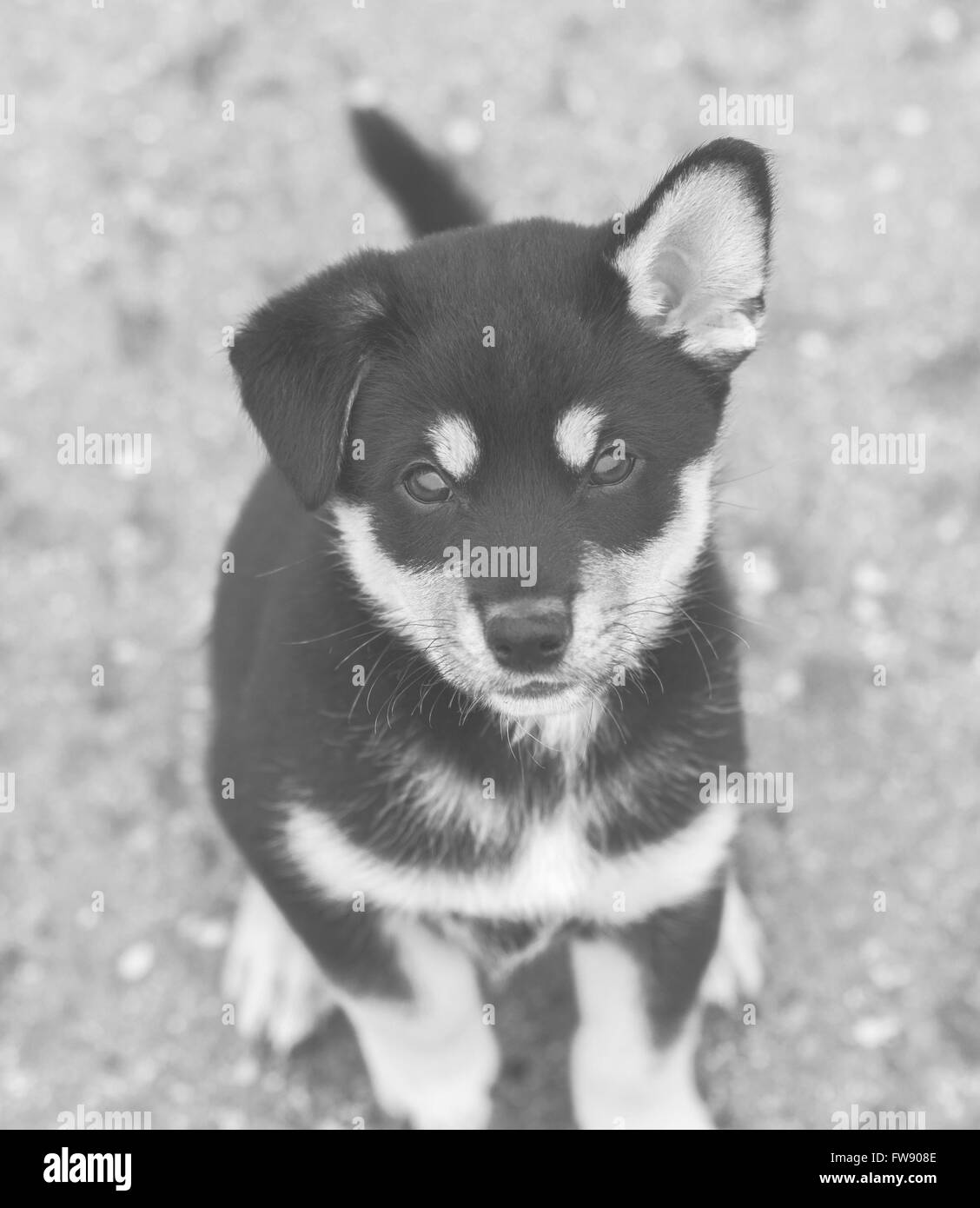 Shiba Inu Welpen, schwarz / weiß Stockfoto