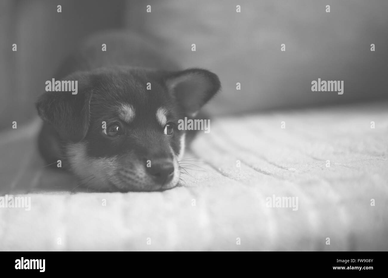 traurig Shiba Inu auf Bett, schwarz-weiß, geringer Kontrast Stockfoto