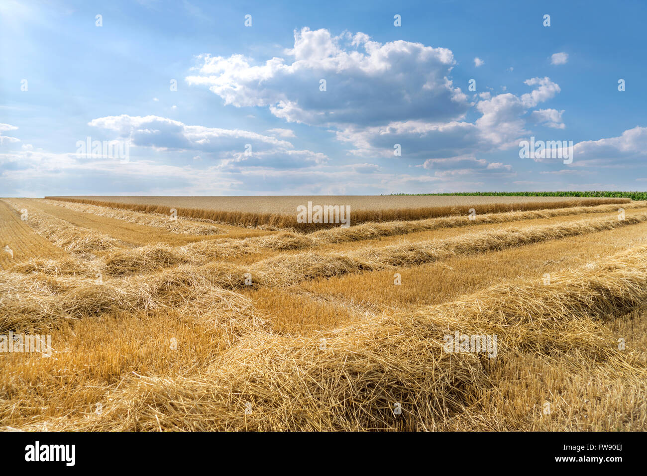 Reihen von Stroh auf einem Stoppelfeld vor teilweise bereits abgeernteten Weizenfeld. Mit einem blauen Himmel mit Wolkengebilde genommen. Stockfoto