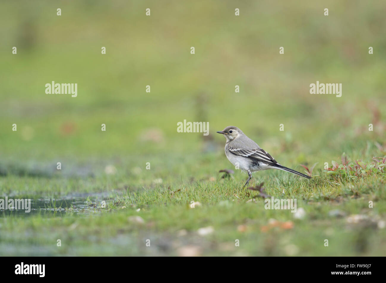 Bachstelze / Bachstelze (Motacilla Alba), Jungvogel, unreif, sitzen im Feuchtgebiet, typische Umgebung. Stockfoto