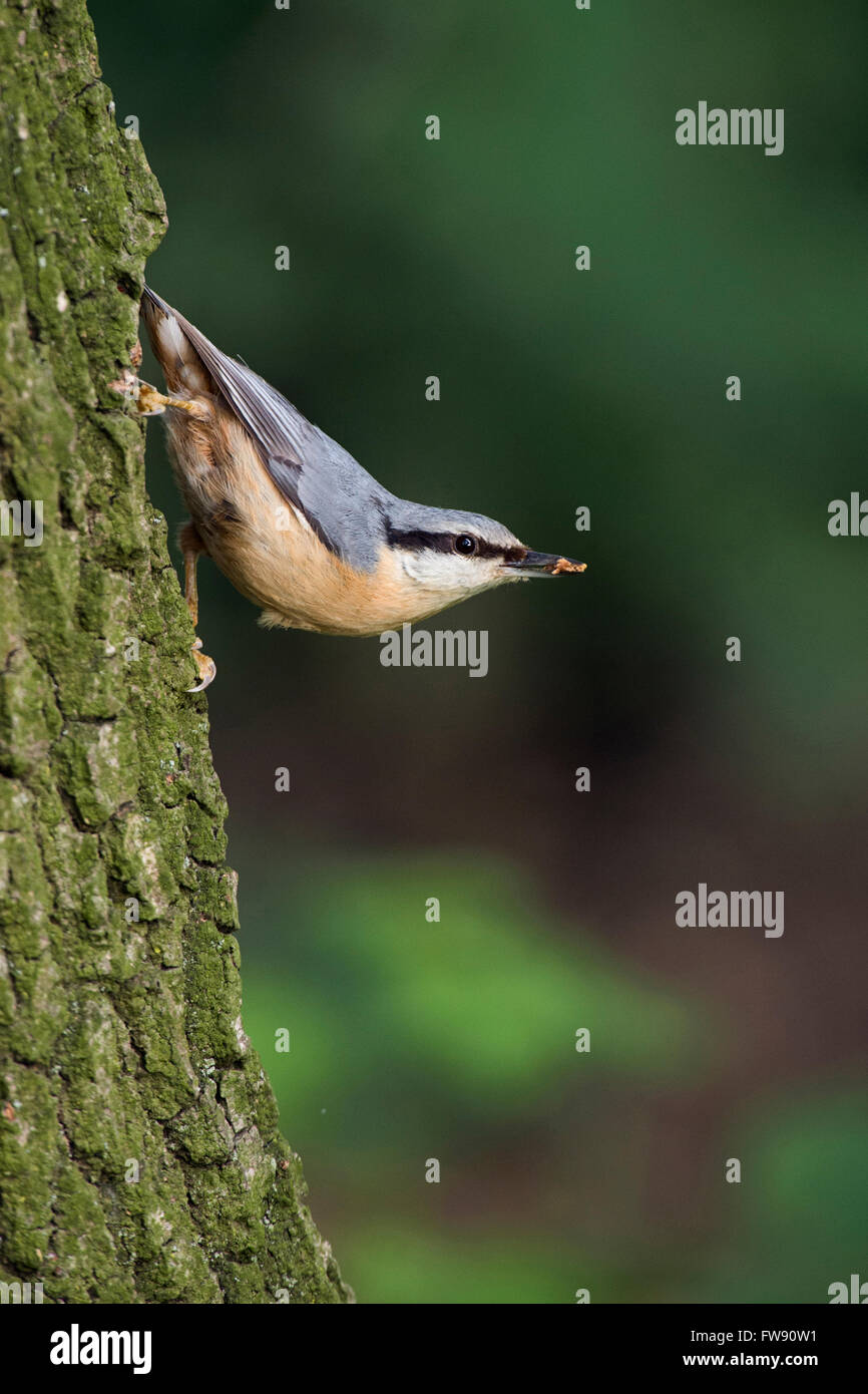 Eurasische Nuthatch ( Sitta europaea ) in typischer Pose, klettert an einer Eiche nach unten, hält etwas Futter im Schnabel, Wildtiere, Europa. Stockfoto
