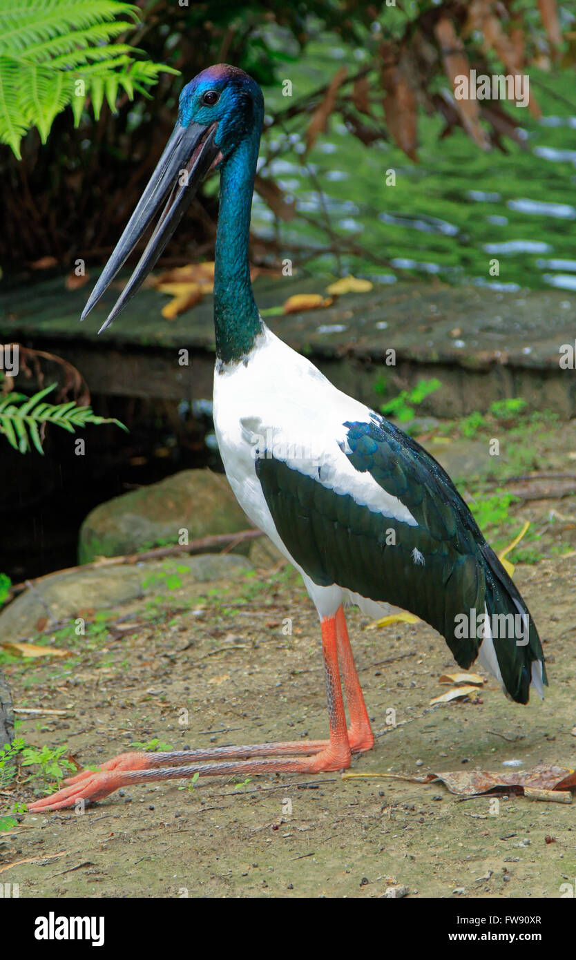Jabiru Vogel von Australien Nahrung Asiaticus größte Feuchtgebiet Vogel Stockfoto