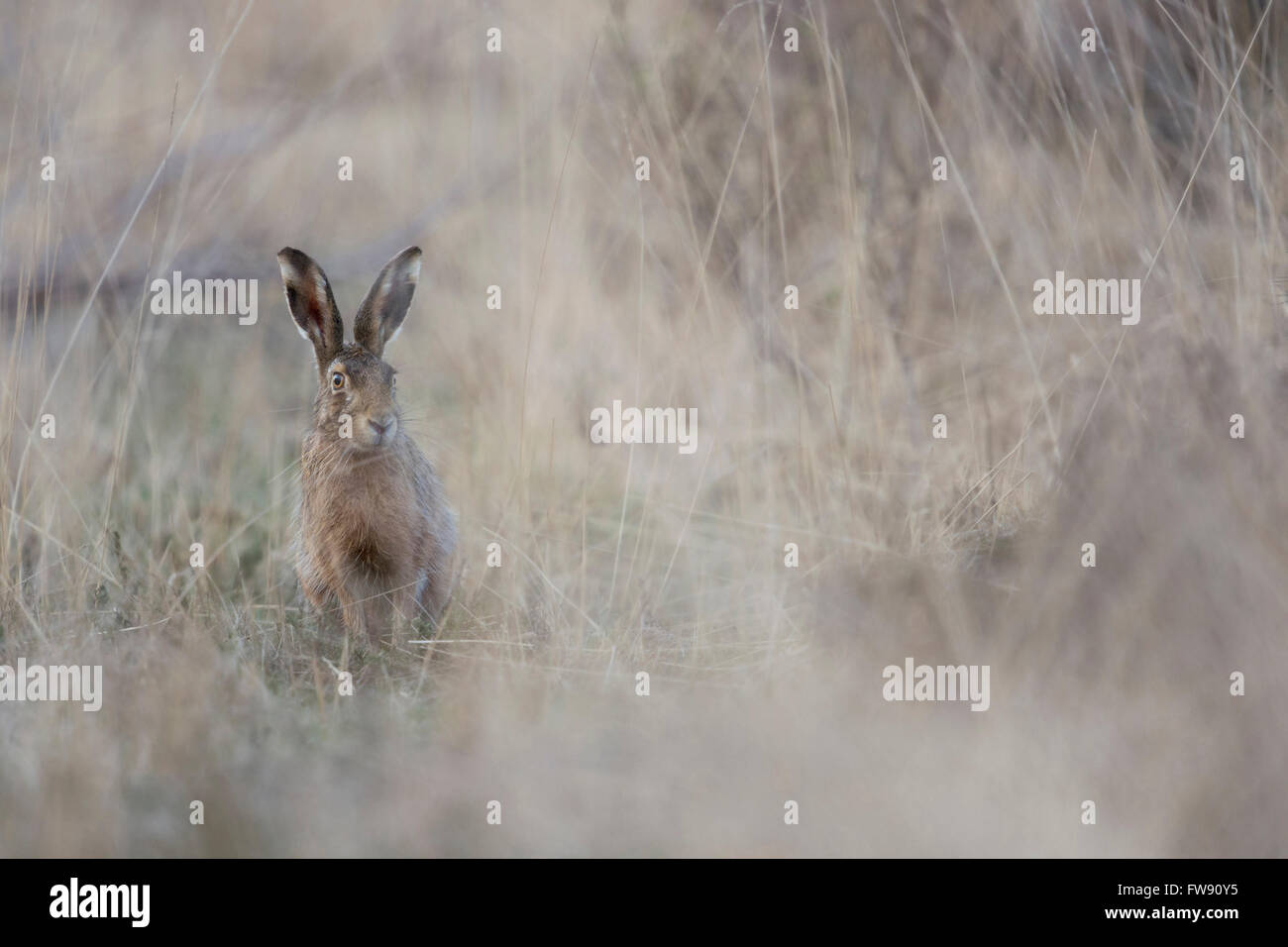 Braunhase / Europäischer Hase (Lepus europaeus) sitzt versteckt in der natürlichen Hochrasenwelt, Wildnis, Europa. Stockfoto