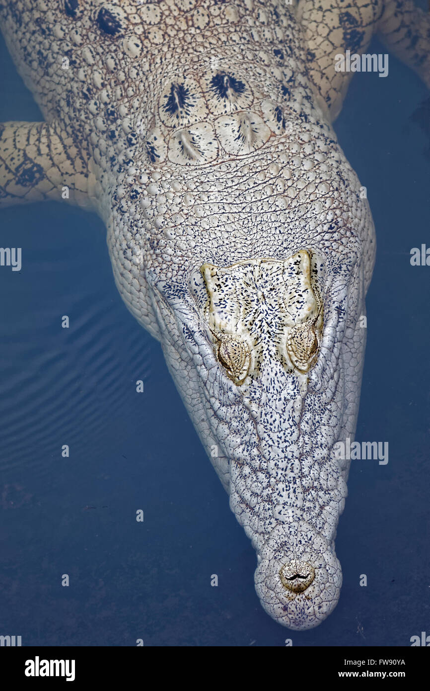 das Krokodil ist kein Albino nur hellere Haut Stockfoto