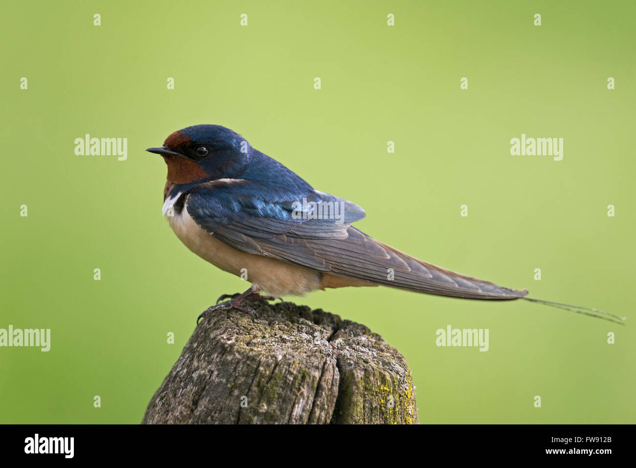 Scheunenschwalbe (Hirundo rustica) sitzt auf einem hölzernen Zaunpfosten vor einem schönen, sauberen Hintergrund mit grüner Wiese, Tierwelt, Europa. Stockfoto