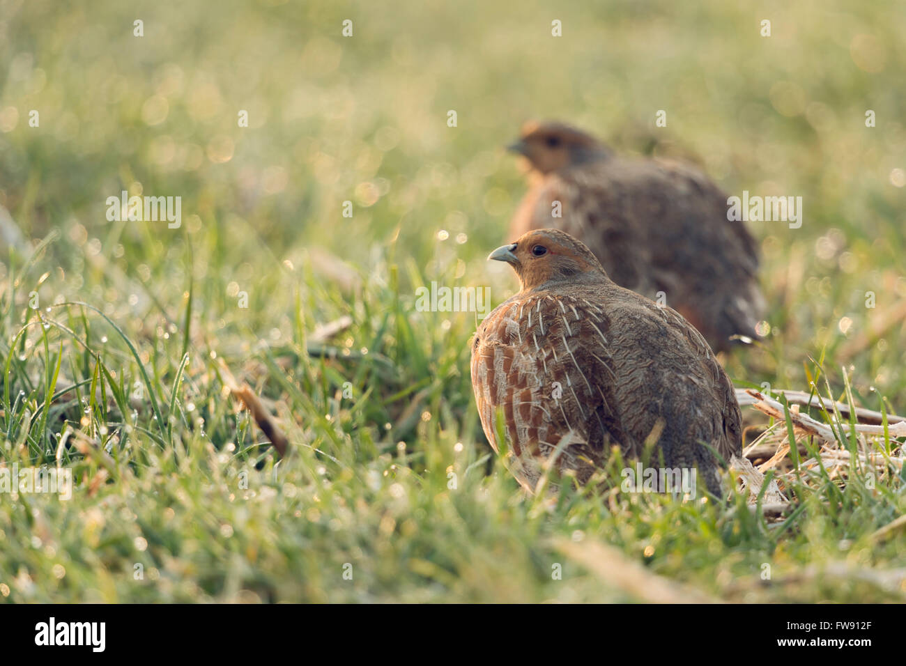 Graue Rebhühner ( Perdix perdix ), Paar, sitzend in Tau nassem Gras, früherer Hintergrund Situation, beobachten herum, Wildtiere, Europa. Stockfoto