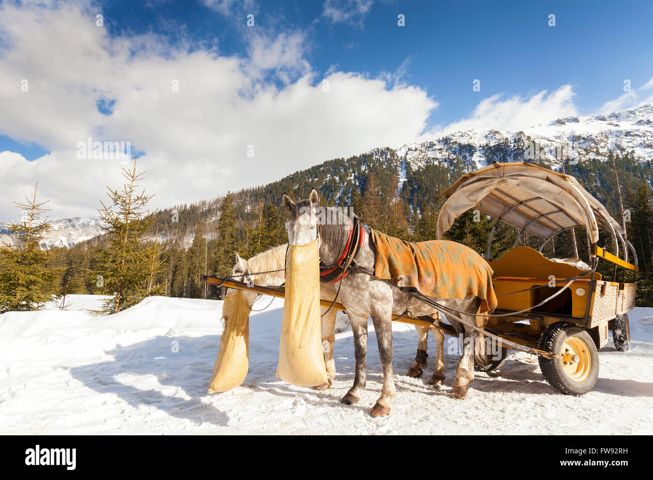 Zwei Pferde Essen Hafer aus Jute-Tasche nach Kutsche fahren durch die Lake Morskie Oko in der hohen Tatra, Polen. Stockfoto