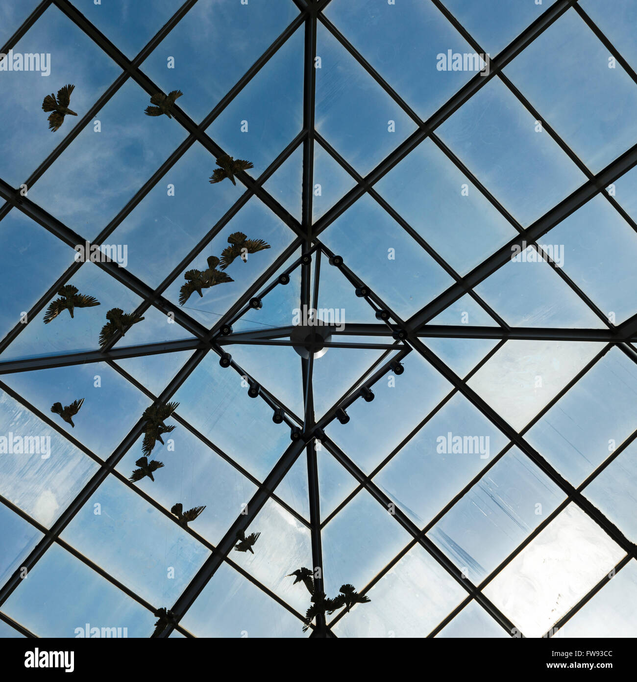 Niedrigen Winkel Ansicht der Vögel betrachtet durch gläserne Decke, Southern Methodist University, Dallas, Texas, USA Stockfoto