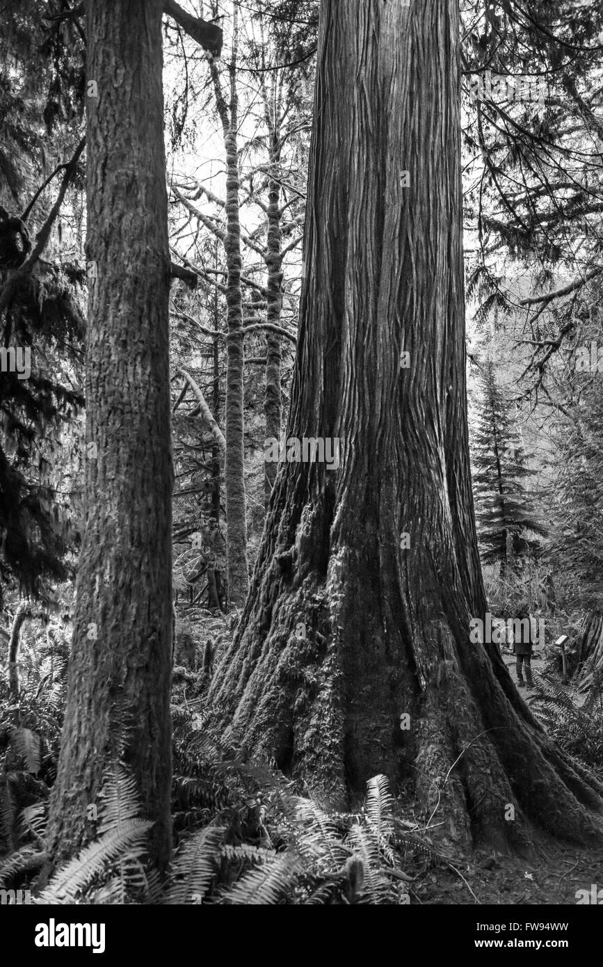 Bäume in einem Wald, Cathedral Grove, Vancouver Island, British Columbia, Kanada Stockfoto