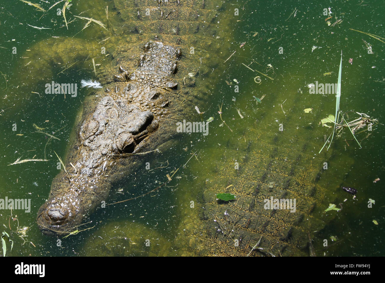 Ein Krokodil Bäder im Wasser abkühlen lassen. Stockfoto