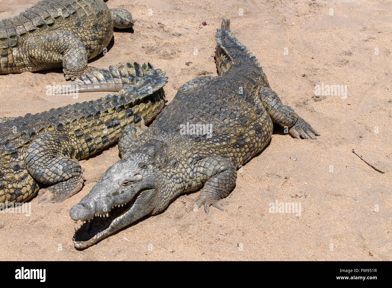 Ein großes Krokodil posiert für ein Foto, wie er seine nachmittags Mittagessen von den Rangers erwartet. Stockfoto