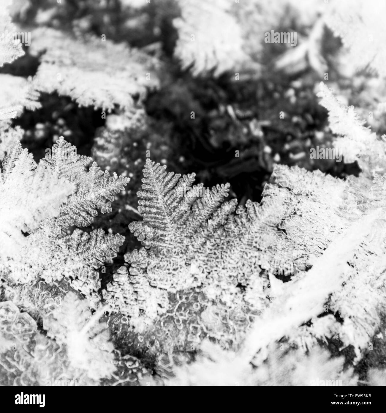 Nahaufnahme von Eiskristallen auf einem Blatt im Winter, Banff Nationalpark, Alberta, Kanada Stockfoto