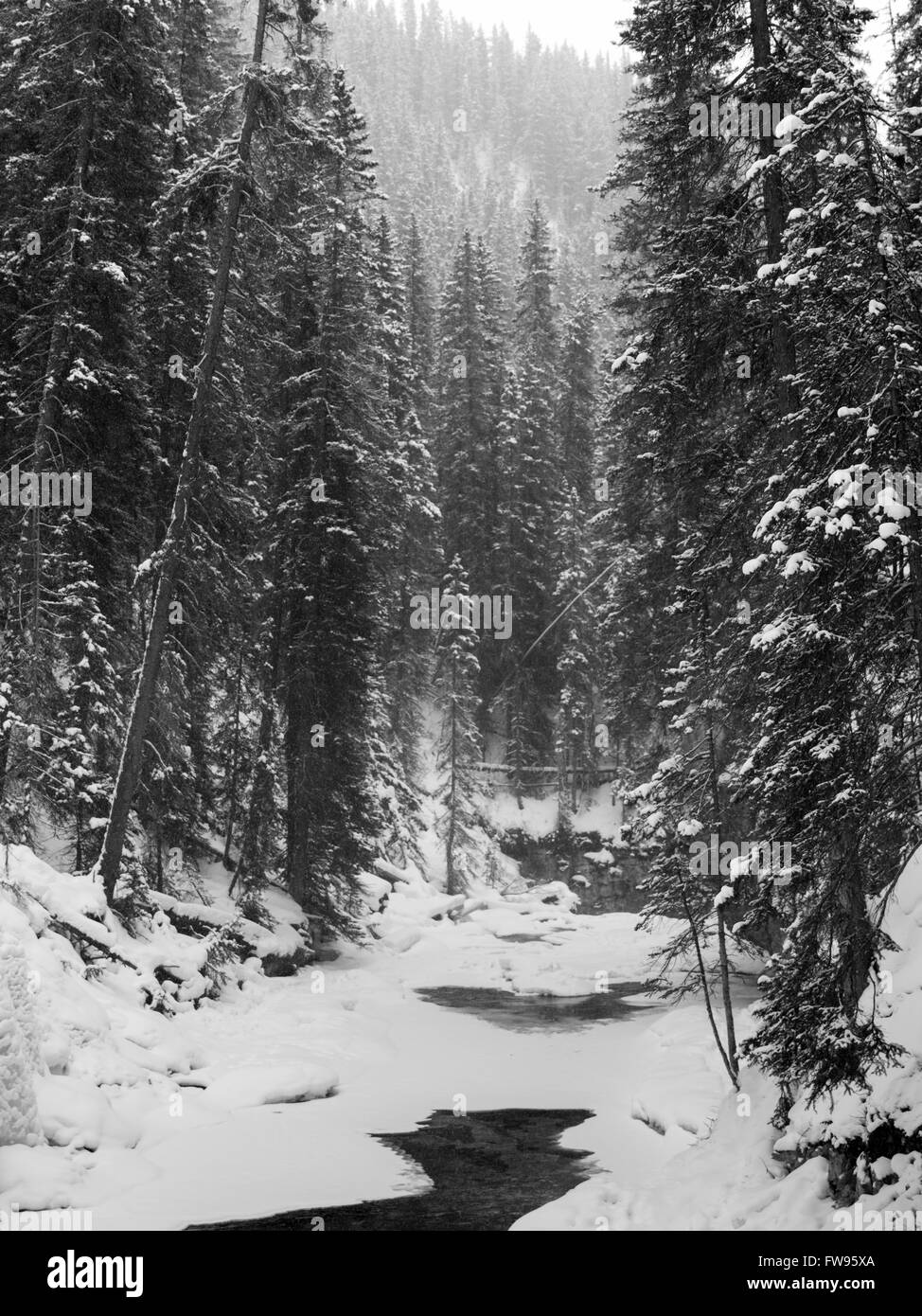 Bach im verschneiten Wald, Johnston Canyon, Banff Nationalpark, Alberta, Kanada Stockfoto